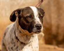 BERTA, Hund, Mischlingshund in Ungarn - Bild 7