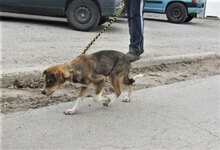KENAI, Hund, Mischlingshund in Bulgarien - Bild 10