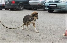 KENAI, Hund, Mischlingshund in Bulgarien - Bild 11
