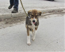 KENAI, Hund, Mischlingshund in Bulgarien - Bild 12