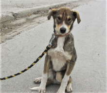 KENAI, Hund, Mischlingshund in Bulgarien - Bild 13