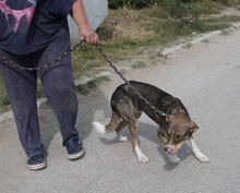 KENAI, Hund, Mischlingshund in Bulgarien - Bild 15