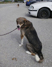 KENAI, Hund, Mischlingshund in Bulgarien - Bild 16