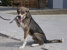 KENAI, Hund, Mischlingshund in Bulgarien - Bild 17