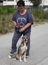KENAI, Hund, Mischlingshund in Bulgarien - Bild 18