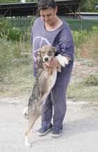 KENAI, Hund, Mischlingshund in Bulgarien - Bild 19