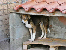 KENAI, Hund, Mischlingshund in Bulgarien - Bild 2