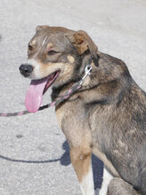 KENAI, Hund, Mischlingshund in Bulgarien - Bild 20