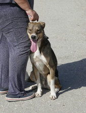 KENAI, Hund, Mischlingshund in Bulgarien - Bild 21