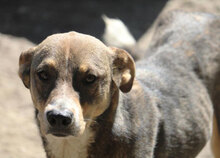 KENAI, Hund, Mischlingshund in Bulgarien - Bild 22