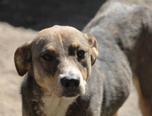 KENAI, Hund, Mischlingshund in Bulgarien - Bild 23