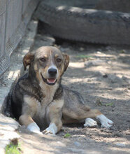 KENAI, Hund, Mischlingshund in Bulgarien - Bild 24