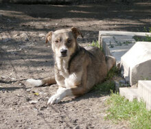 KENAI, Hund, Mischlingshund in Bulgarien - Bild 25