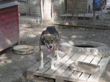 KENAI, Hund, Mischlingshund in Bulgarien - Bild 26
