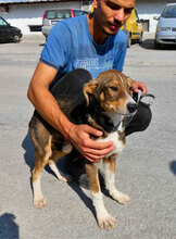 KENAI, Hund, Mischlingshund in Bulgarien - Bild 5