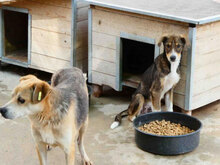 KENAI, Hund, Mischlingshund in Bulgarien - Bild 6
