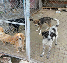 KENAI, Hund, Mischlingshund in Bulgarien - Bild 7
