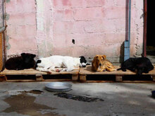 KENAI, Hund, Mischlingshund in Bulgarien - Bild 8