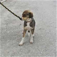 KENAI, Hund, Mischlingshund in Bulgarien - Bild 9