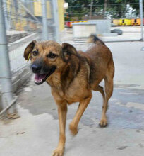 ZOE, Hund, Mischlingshund in Bulgarien - Bild 1