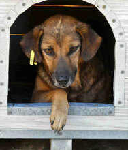 ZOE, Hund, Mischlingshund in Bulgarien - Bild 12