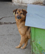 ZOE, Hund, Mischlingshund in Bulgarien - Bild 13