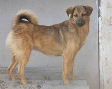 ZOE, Hund, Mischlingshund in Bulgarien - Bild 15