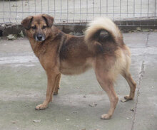 ZOE, Hund, Mischlingshund in Bulgarien - Bild 16