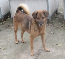 ZOE, Hund, Mischlingshund in Bulgarien - Bild 17