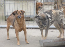 ZOE, Hund, Mischlingshund in Bulgarien - Bild 18