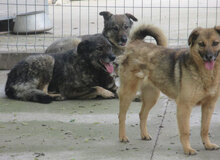 ZOE, Hund, Mischlingshund in Bulgarien - Bild 19