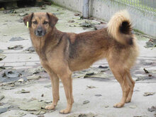 ZOE, Hund, Mischlingshund in Bulgarien - Bild 2