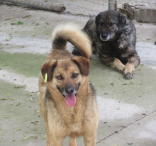 ZOE, Hund, Mischlingshund in Bulgarien - Bild 20