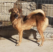 ZOE, Hund, Mischlingshund in Bulgarien - Bild 21