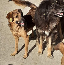ZOE, Hund, Mischlingshund in Bulgarien - Bild 22