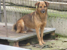 ZOE, Hund, Mischlingshund in Bulgarien - Bild 3