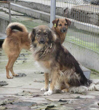 ZOE, Hund, Mischlingshund in Bulgarien - Bild 4