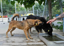 ZOE, Hund, Mischlingshund in Bulgarien - Bild 6