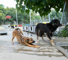 ZOE, Hund, Mischlingshund in Bulgarien - Bild 7