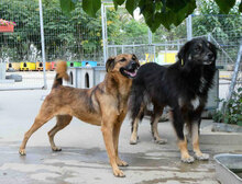 ZOE, Hund, Mischlingshund in Bulgarien - Bild 8