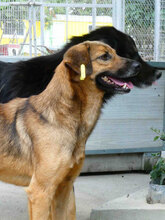 ZOE, Hund, Mischlingshund in Bulgarien - Bild 9