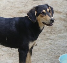 CONCHITA, Hund, Mischlingshund in Griechenland - Bild 11