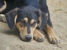 CONCHITA, Hund, Mischlingshund in Griechenland - Bild 12
