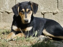 CONCHITA, Hund, Mischlingshund in Griechenland - Bild 14