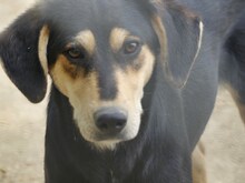 CONCHITA, Hund, Mischlingshund in Griechenland - Bild 15