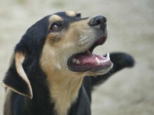 CONCHITA, Hund, Mischlingshund in Griechenland - Bild 16