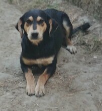 CONCHITA, Hund, Mischlingshund in Griechenland - Bild 17