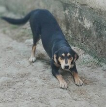 CONCHITA, Hund, Mischlingshund in Griechenland - Bild 19