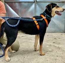 CONCHITA, Hund, Mischlingshund in Griechenland - Bild 2