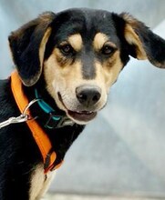 CONCHITA, Hund, Mischlingshund in Griechenland - Bild 20
